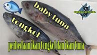 Jurnal Makanan Ikan Tongkol Pdf